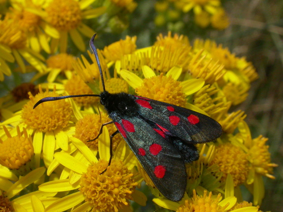 Narrow-bordered 5-spot Burnet Moth (Zygaena lonicerae)