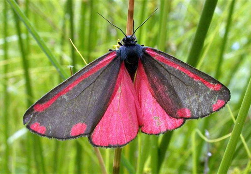 The Cinnabar Moth (Tyria jacobaeae)