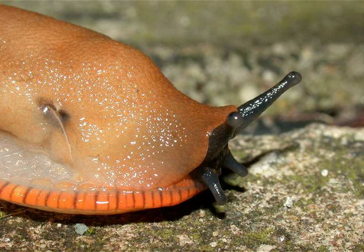 The Black Slug (Arion ater)