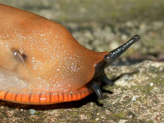 The Black Slug (Arion ater)