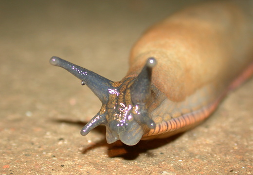 Black Slug (Arion ater)