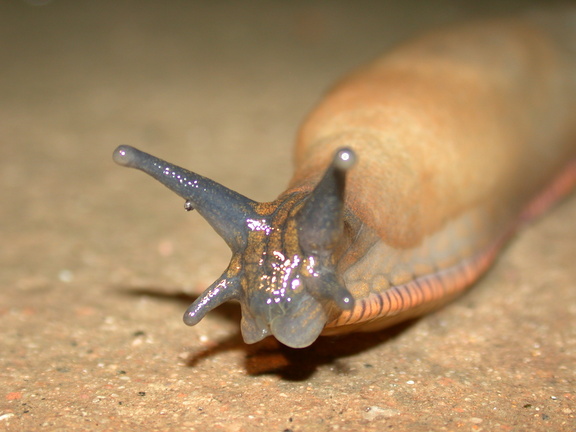 Black Slug (Arion ater)