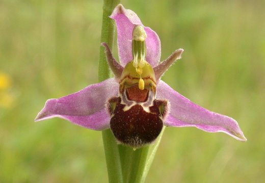 Bee Orchid (Ophrys apifera) (46)