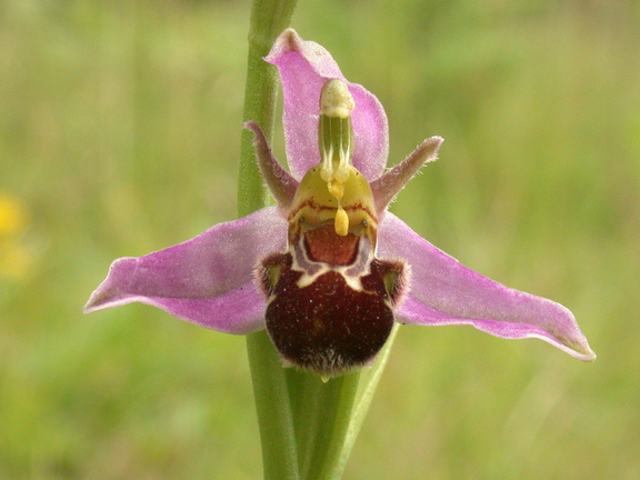 Bee Orchid (Ophrys apifera) (46)