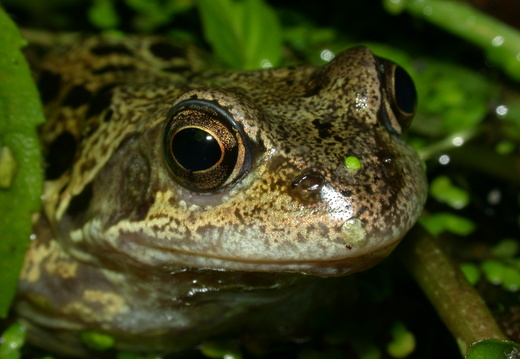 Common Frog (Rana temporaria) (47)