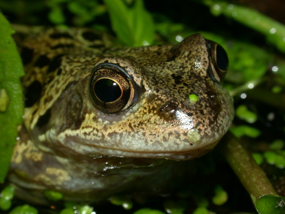 Common Frog (Rana temporaria) (47)