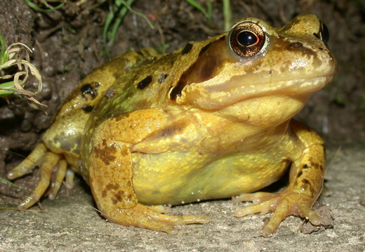 Common Frog (Rana temporaria) (48)