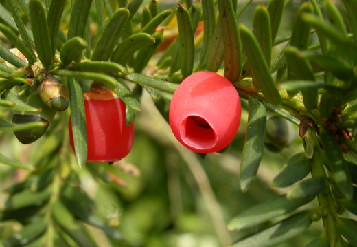 Common or European Yew (Taxus baccata)