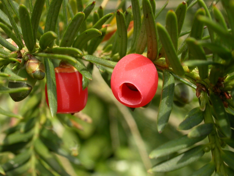 Common or European Yew (Taxus baccata)