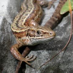 Common or Viviparous Lizard (Lacerta vivipara) (51)