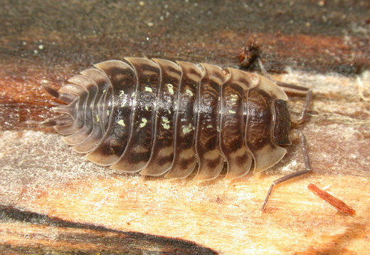 Common Spotted Woodlouse (Oniscus asellus)