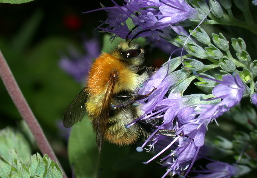 Common Carder Bee (Bombus pascuorum) (53)