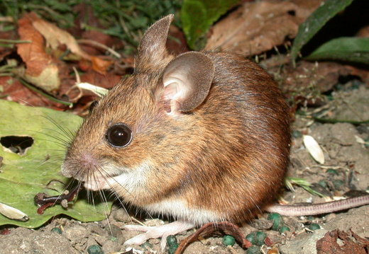 Wood Mouse (Apodemus sylvaticus) (57)
