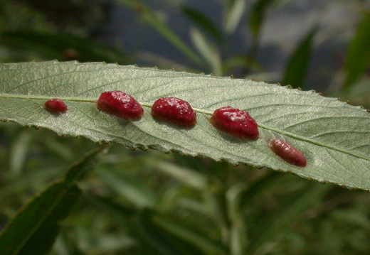 Bean Galls (Pontania proxima)