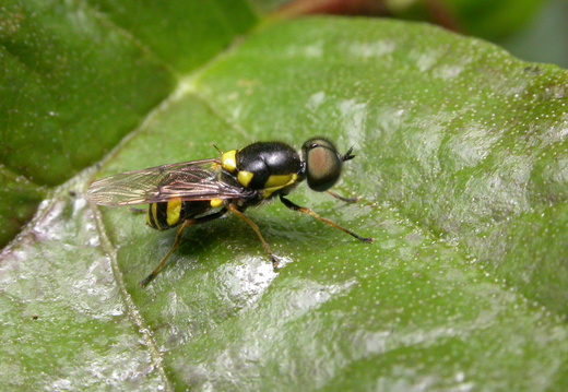 A Soldier Fly (Oxycera rara)
