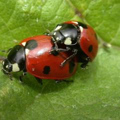 7-Spot Ladybird (Coccinella septempunctata)
