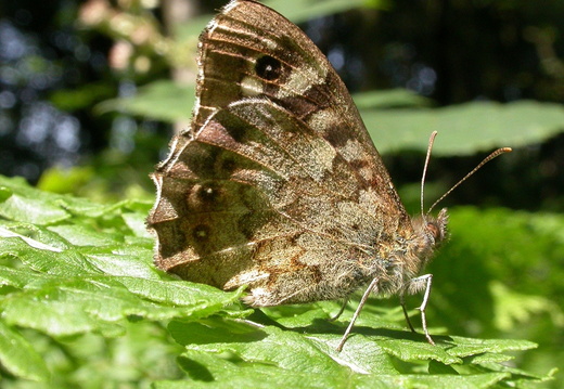 Speckled Wood (Pararge aegeria) (68)