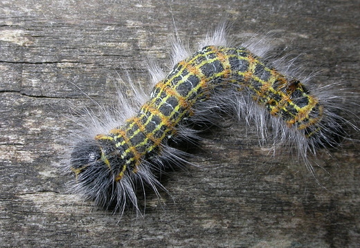 Buff-tip Moth (Phalera bucephala)