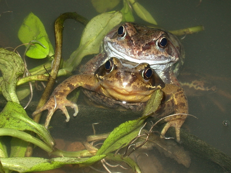Common Frog (Rana temporaria) (81)