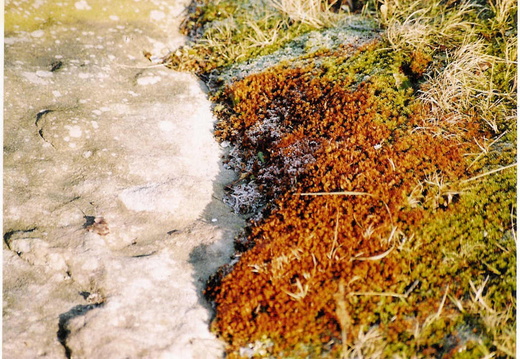 Moss on Triassic sandstone