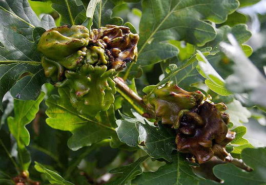 Knopper Gall Wasp (Andricus quercuscalicis)