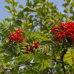Rowan (Sorbus aucuparia) (132)