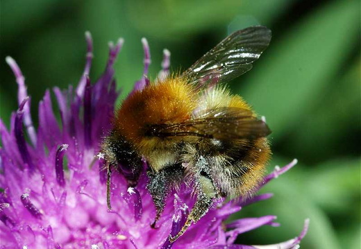 Common Carder Bee (Bombus pascuorum) (142)