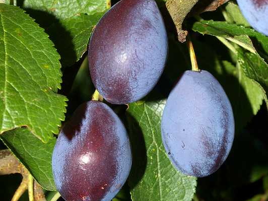 Damson (Prunus domestica subsp. insititia) (149)