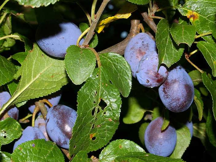 Damson (Prunus domestica subsp. insititia) (148)