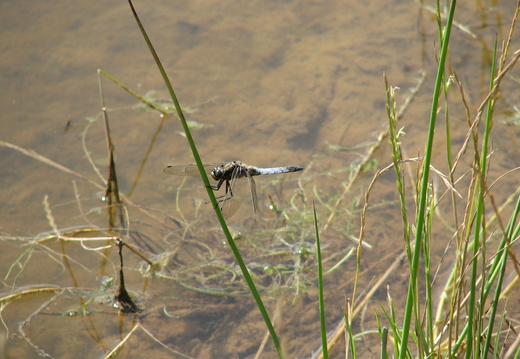 Black Tailed Skimmer (Orthetrum cancellatum)