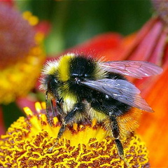 Early Bumblebee (Bombus pratorum)