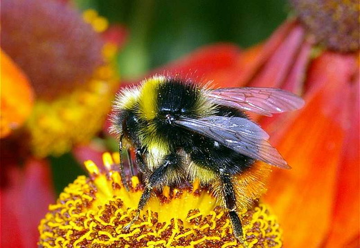 Early Bumblebee (Bombus pratorum)