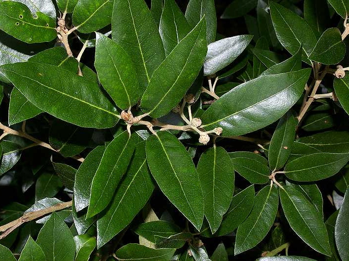 Evergreen Oak (Quercus ilex)