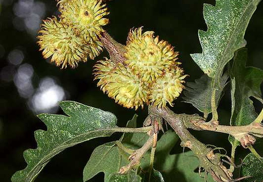 Turkey Oak (Quercus cerris)