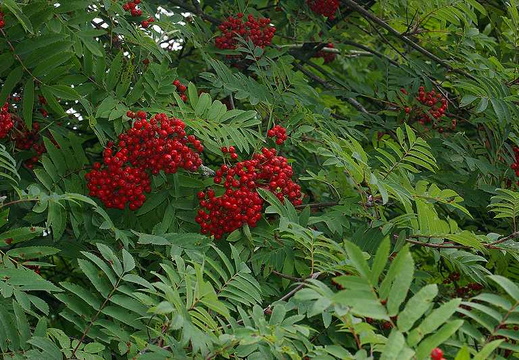 Rowan (Sorbus aucuparia) (190)
