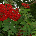 Rowan (Sorbus aucuparia) (191)