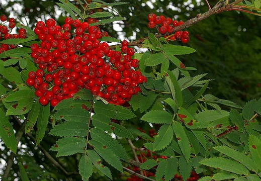 Rowan (Sorbus aucuparia) (191)