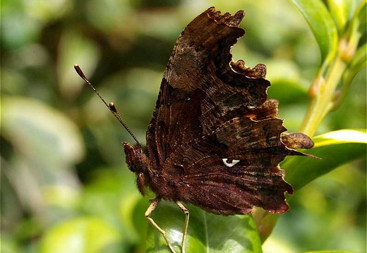 Comma Butterfly (Polygonia c-album) (192)