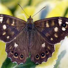 Speckled Wood (Pararge aegeria) (193)