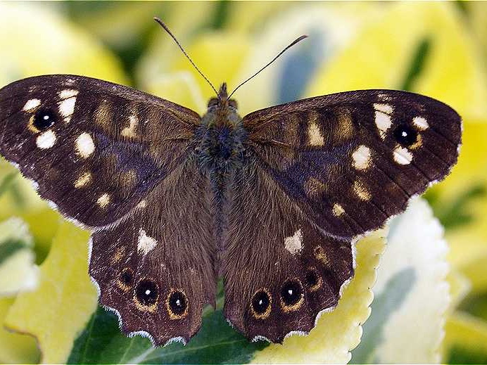 Speckled Wood (Pararge aegeria) (193)