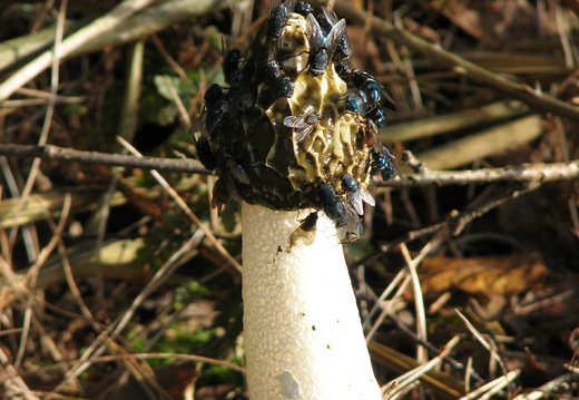 Stinkhorn (Phallus impudicus) (199)