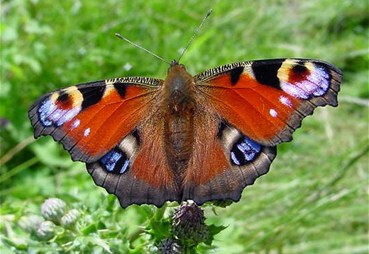 Peacock Butterfly (Inachis io) (214)