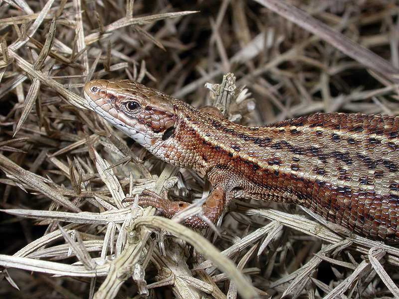 Common or Viviparous Lizard (Lacerta vivipara) (220)