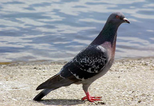 Feral Pigeon (Columba livia)