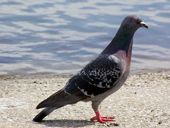 Feral Pigeon (Columba livia)