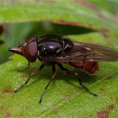 A Hoverfly (Rhingia campestris)