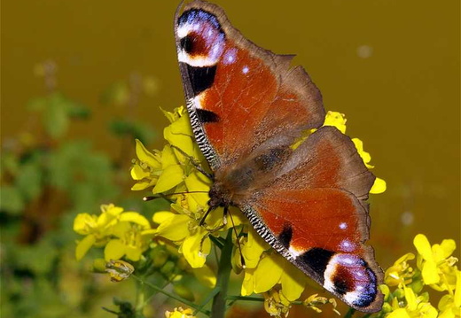 Peacock Butterfly (Inachis io) (236)