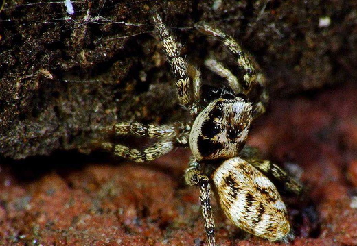 Zebra Spider (Salticus scenicus) (238)