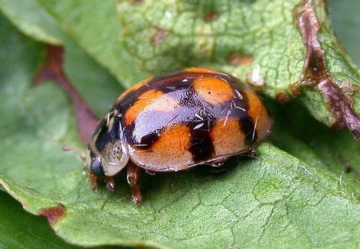 Ten-spot Ladybird (Adalia decempunctata)