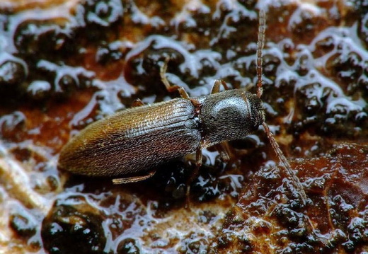 Click-beetle (Adrastus pallens)